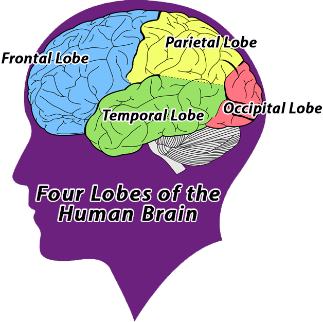 Frontal Frontal
